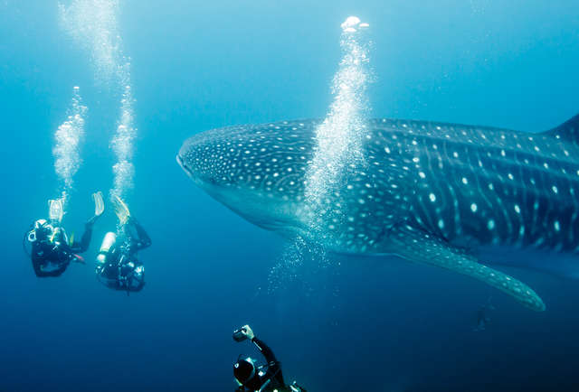 The Best Places Around the World to Scuba Dive